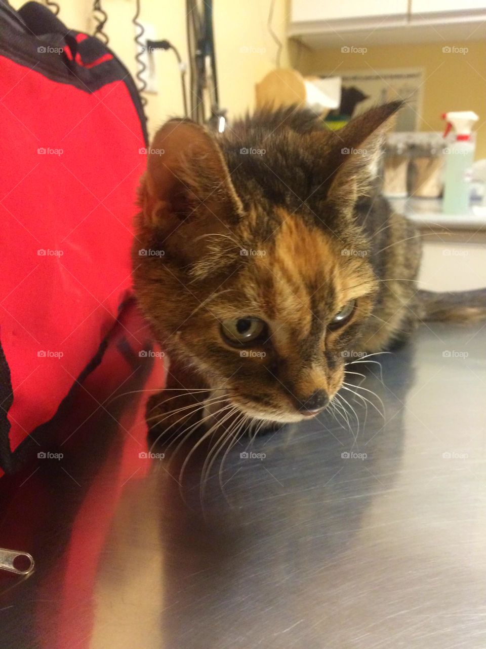 Cat, Pet, Mammal, Portrait, Kitten