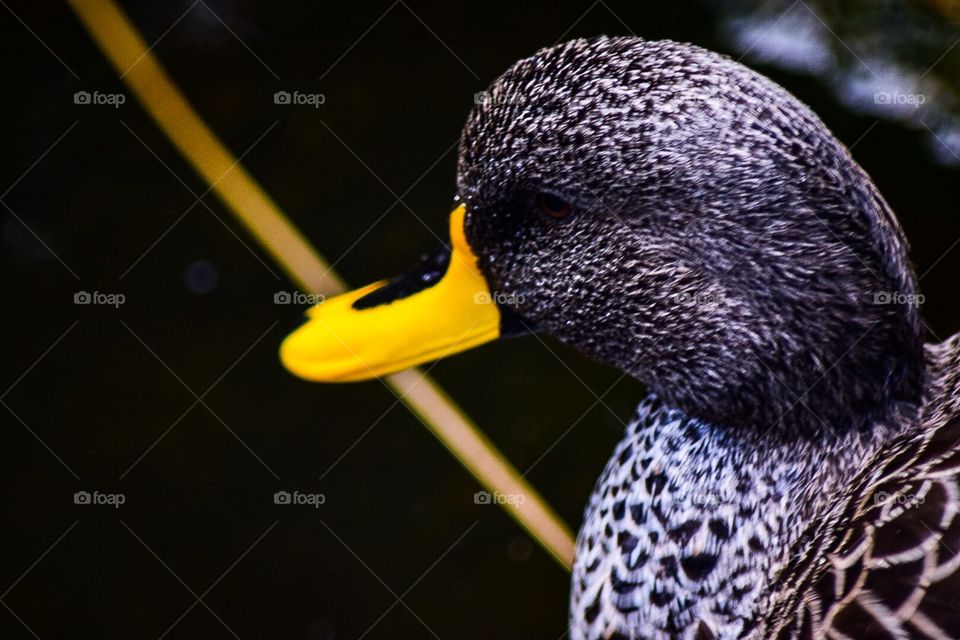 Yellow billed duck portrait