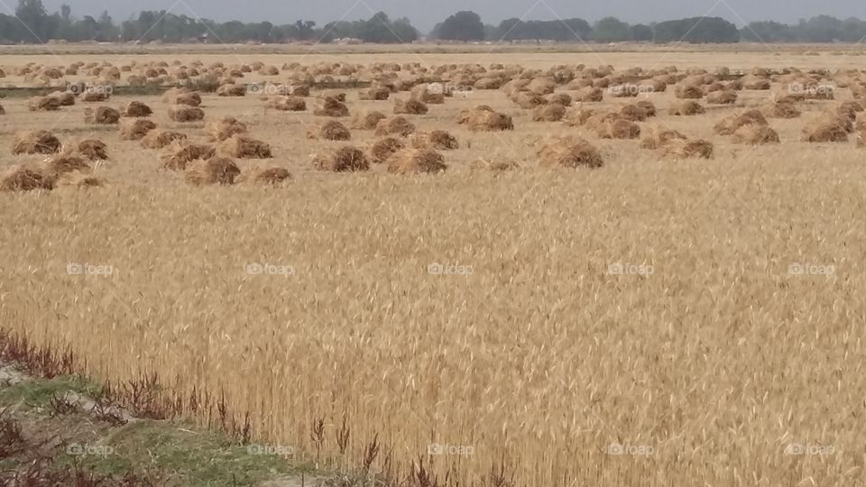 harvesting wheat in India