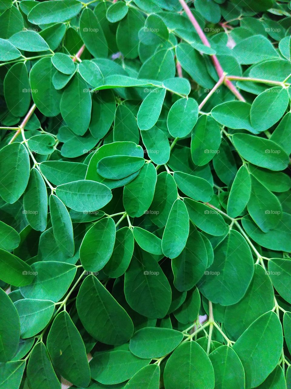 Moringa leaves are vegetables that have many benefits for the human body