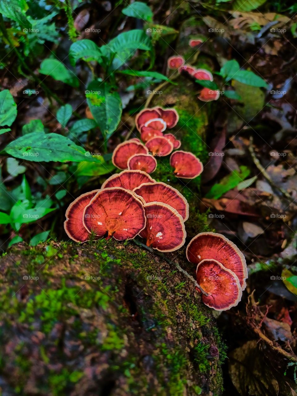 Wild mushrooms (microporus) grow in clusters on the forest floor