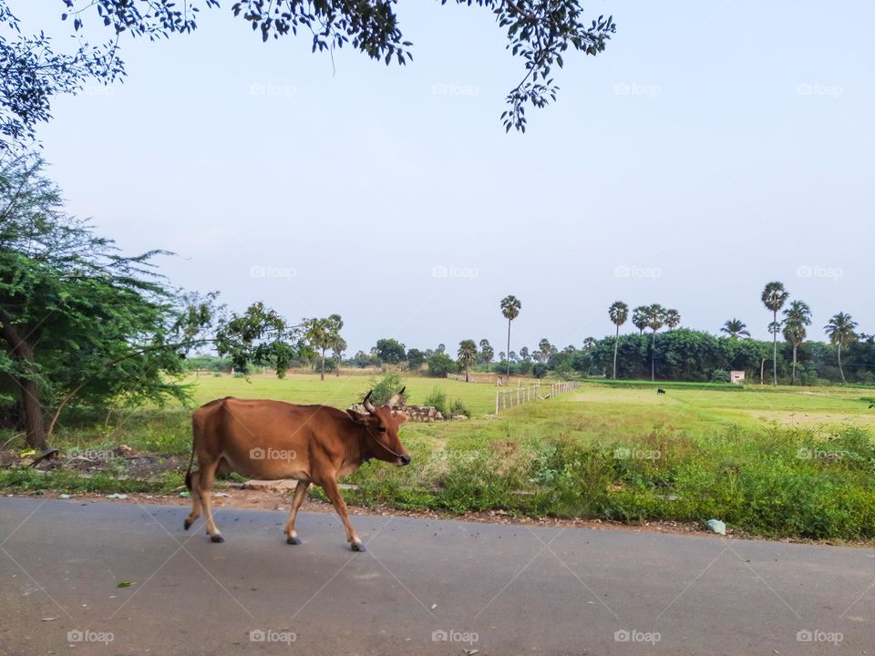 A cow walking on the road