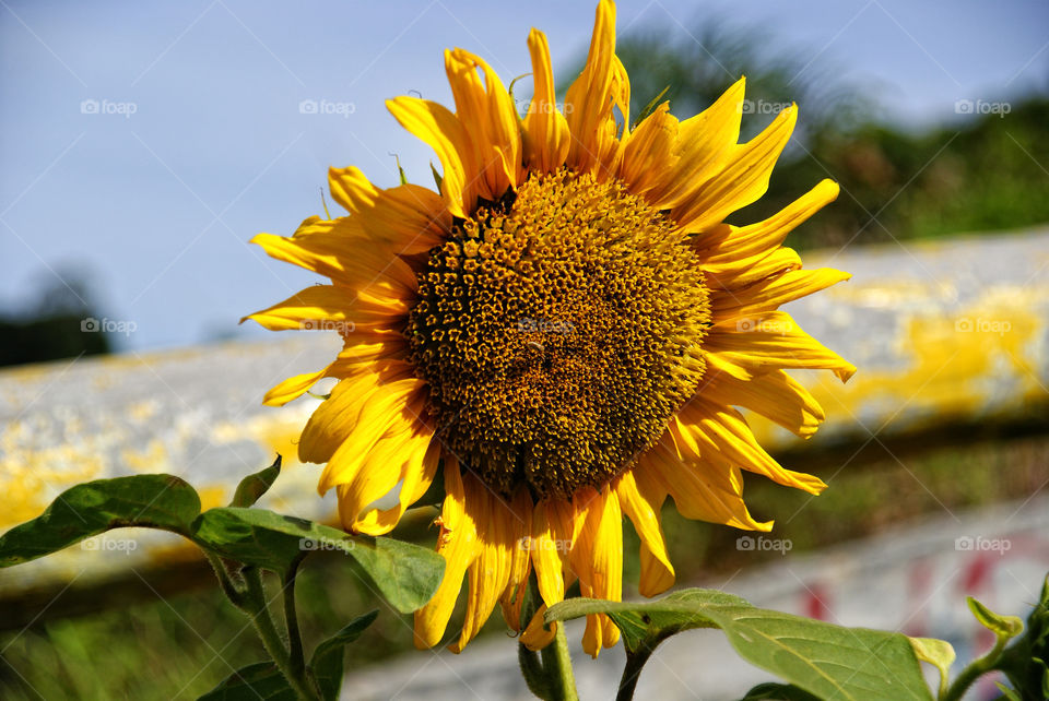 Sun Flower