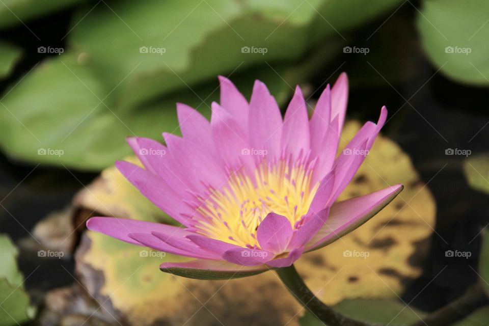 Pink lotus 