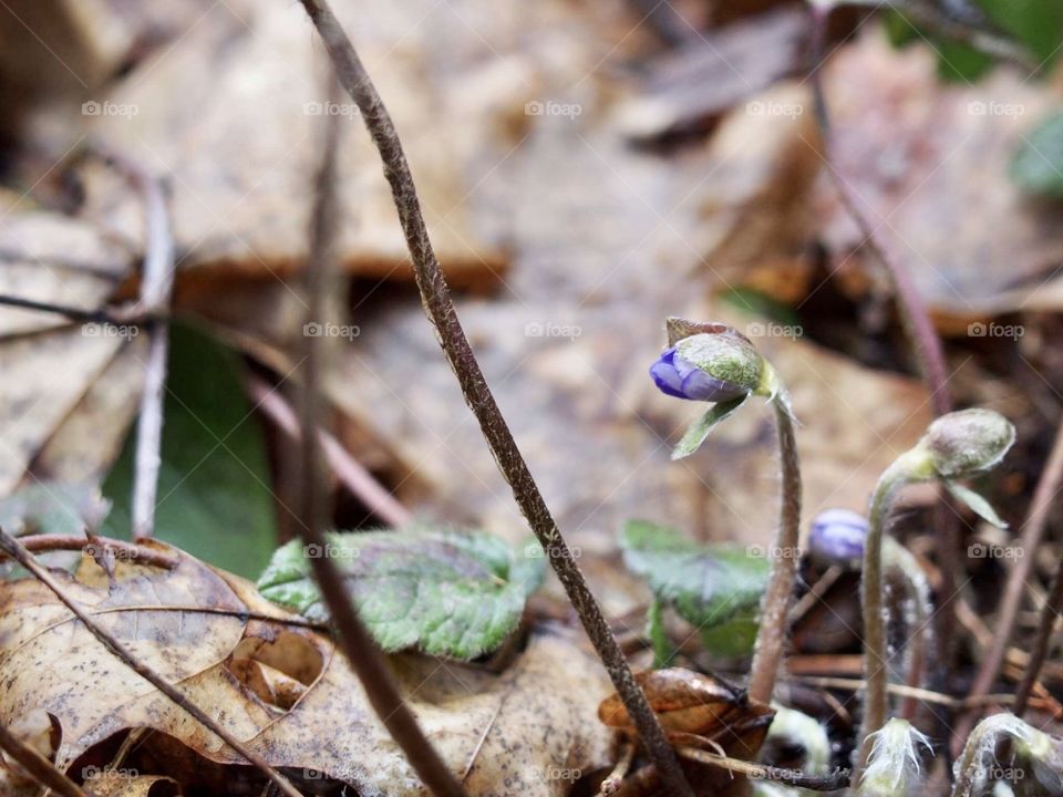blossoms unfolding between last year's leaf