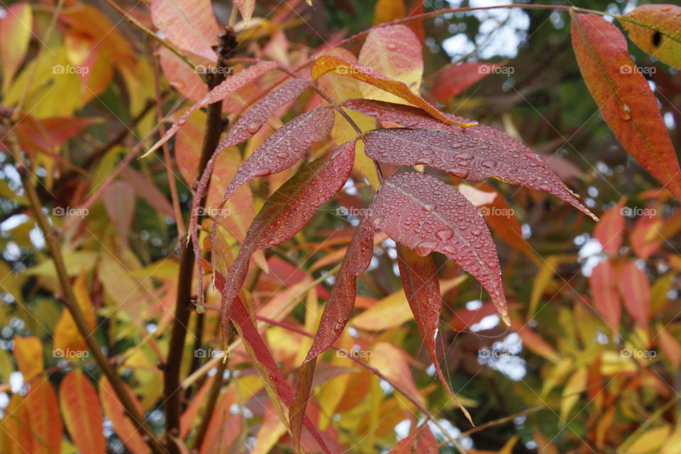 fall leaves morning dew