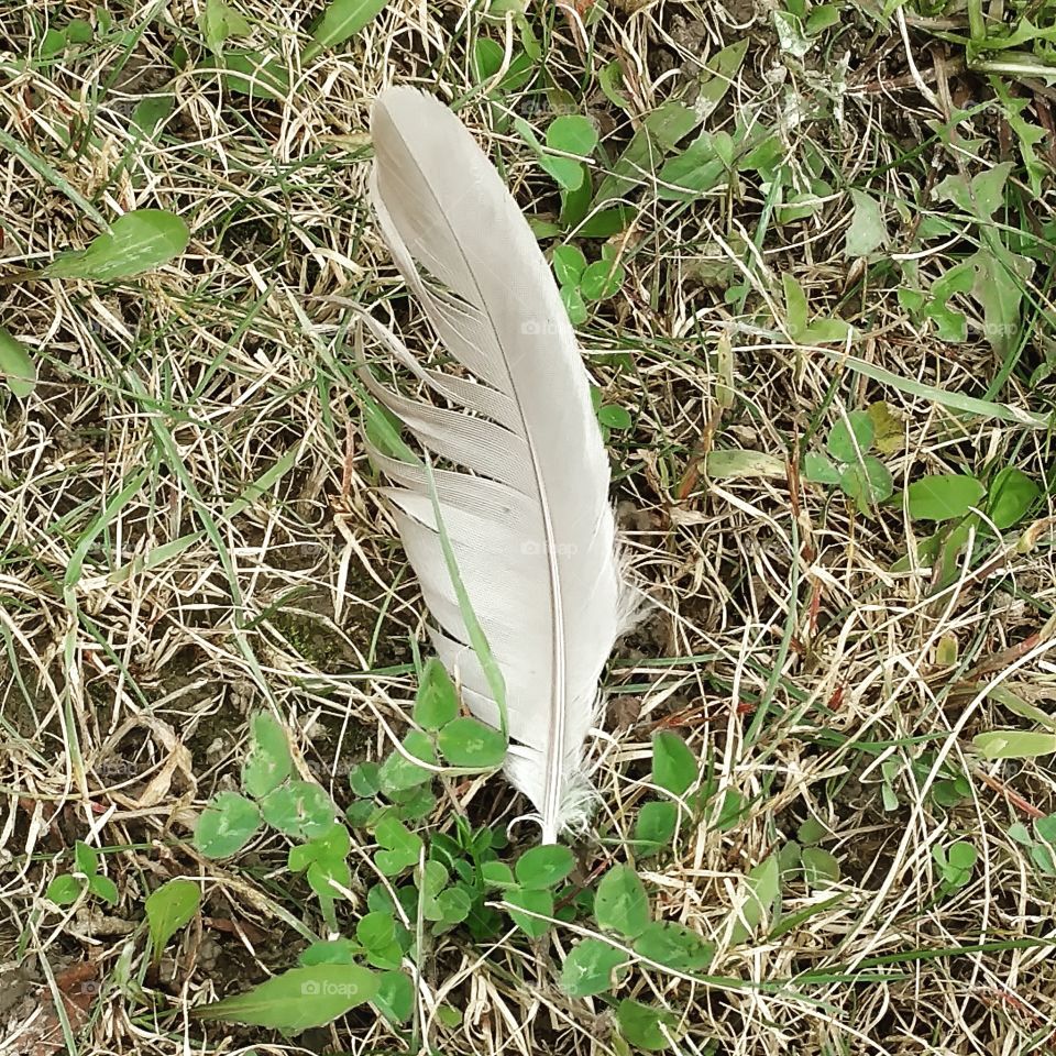 feather