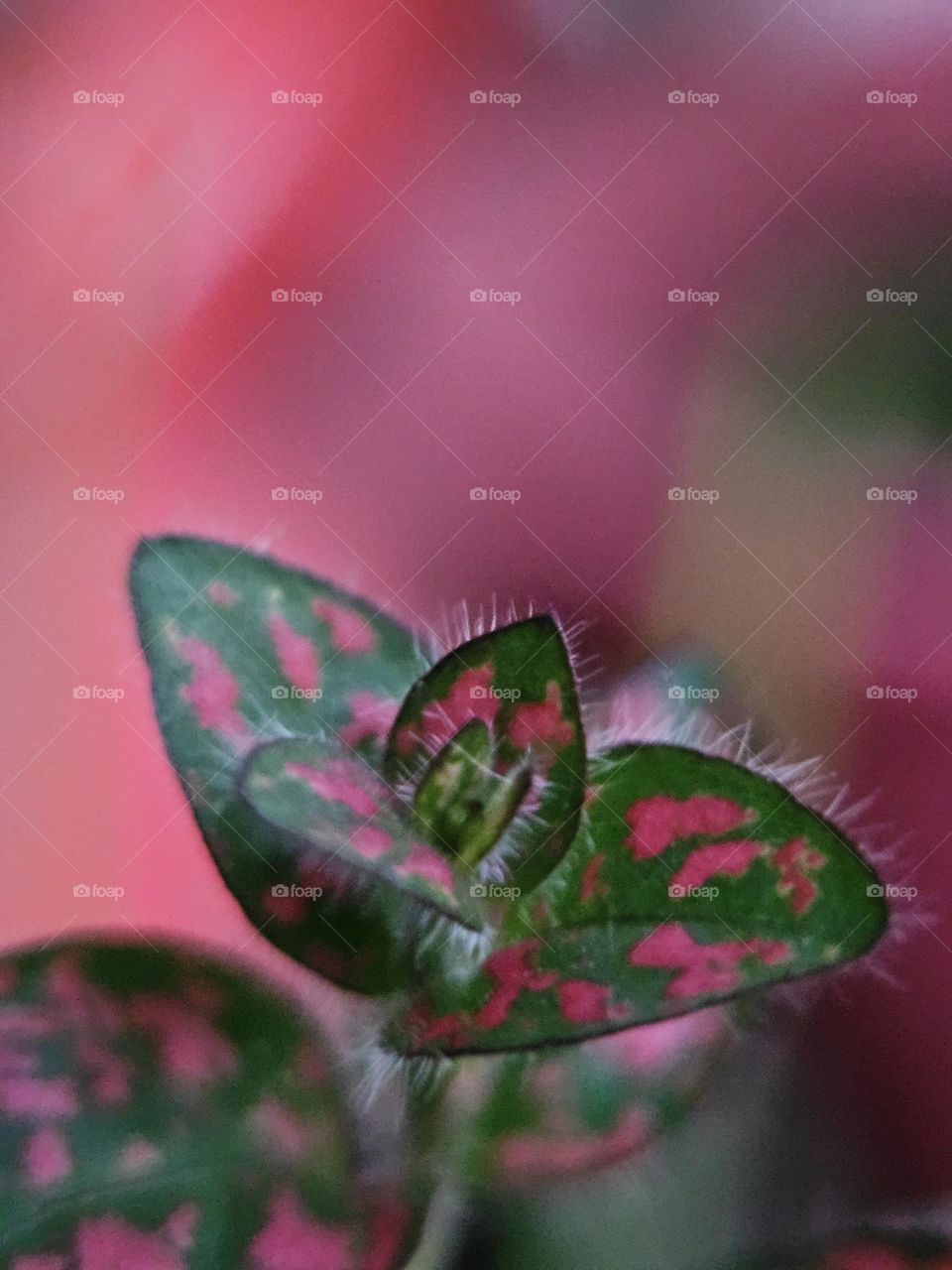 "Plant love" A close up of a beautiful young plant with green leaves with red spots. Well-being comes from loving one's surroundings and caring for it.