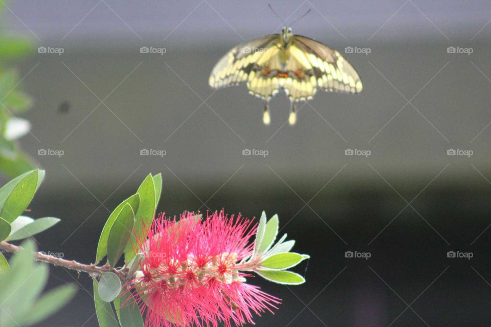 Butterfly flying over flower plant