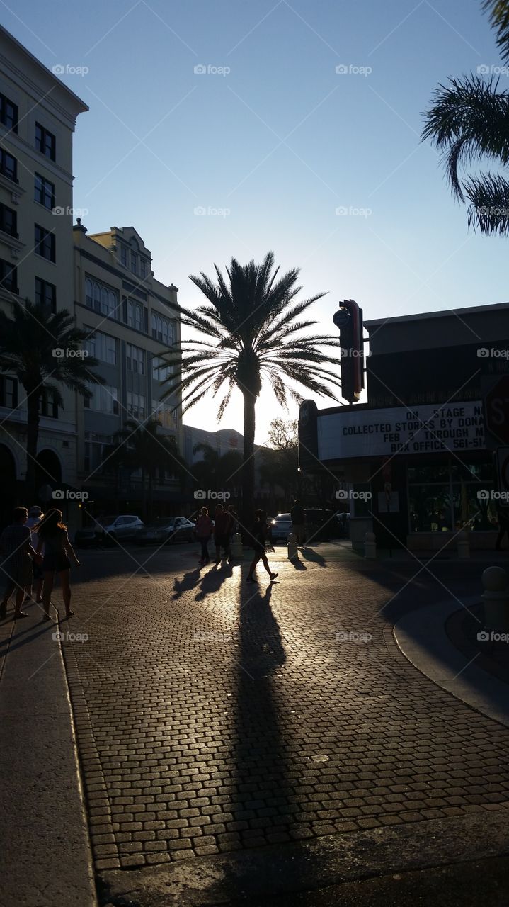Palmtree covering the setting sun on the end of Clematis street in Palm Beach.