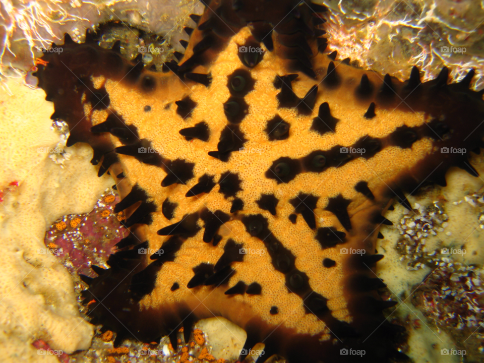 ocean coral marine star by izabela.cib