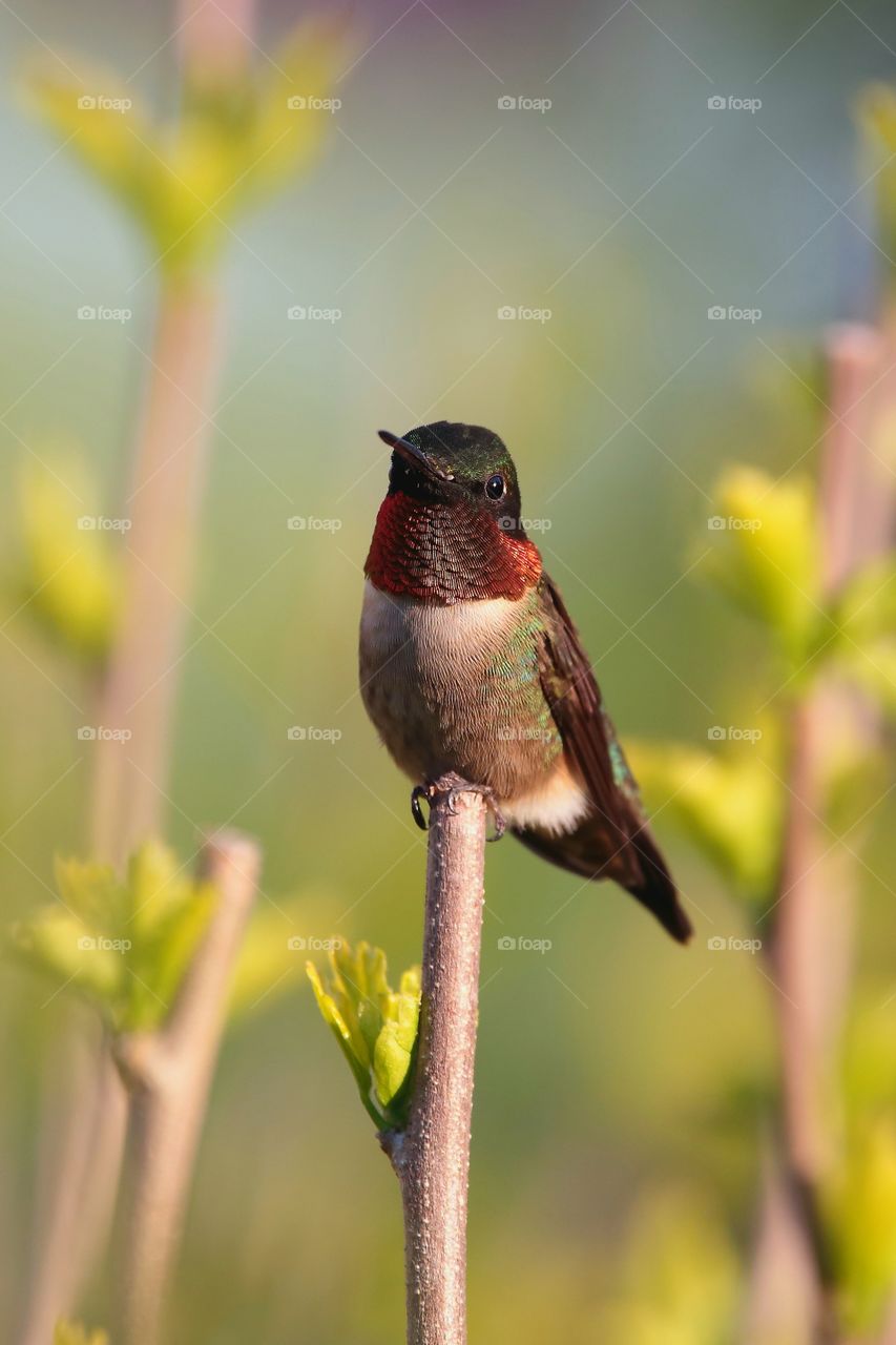 male hummingbird