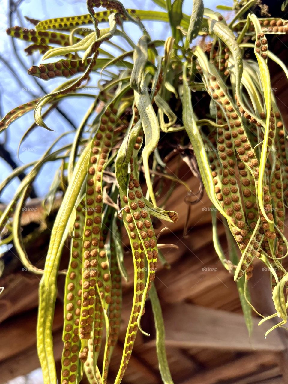 Green plants 