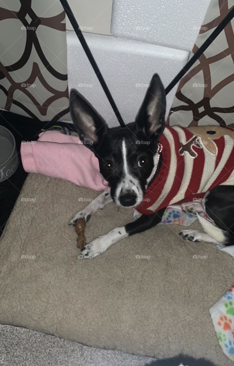 Dog and bone in dog bed