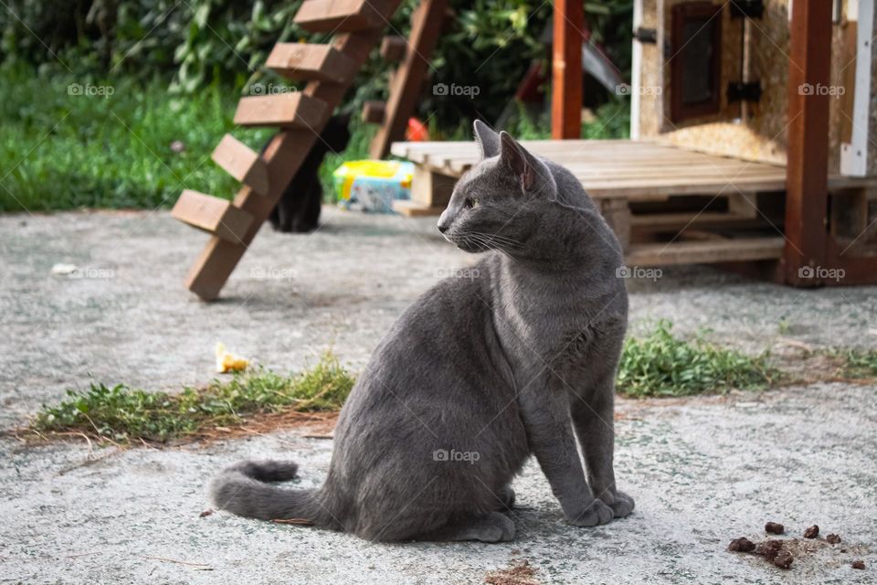 Animal portrait of a gray coated cat