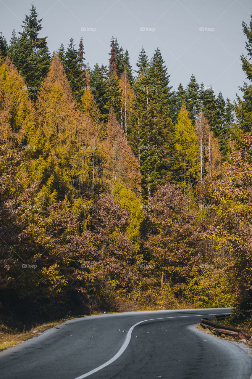 Road amidst pine trees during autumn 