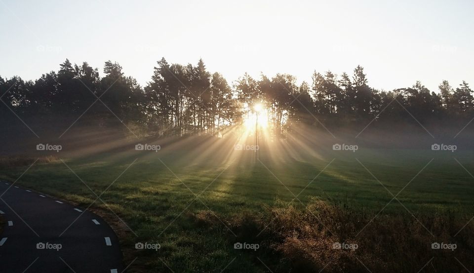 Scenic view of forest during sunrise