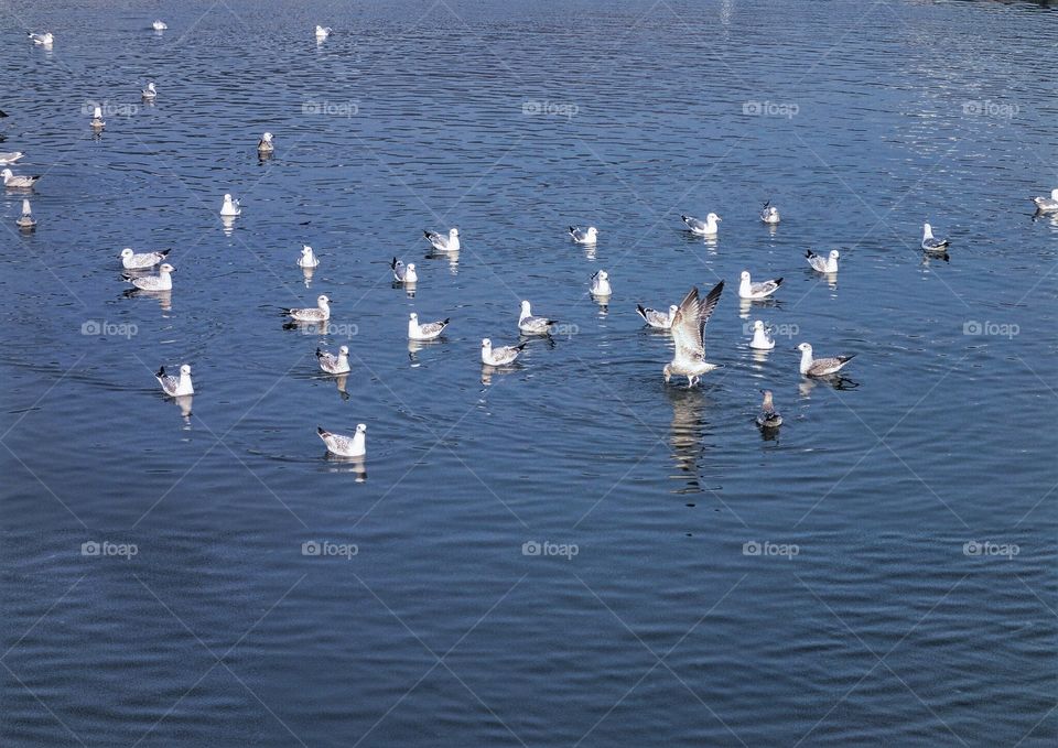 Group of ducks