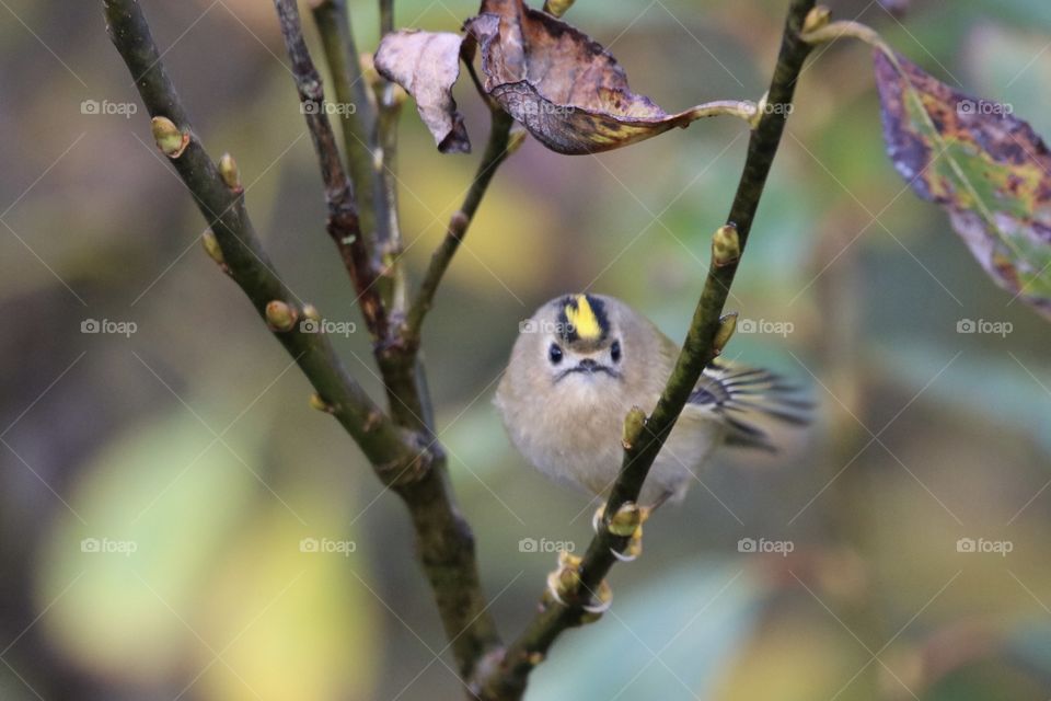Goldcrest 