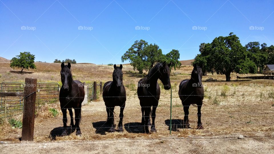 curious horses watching you