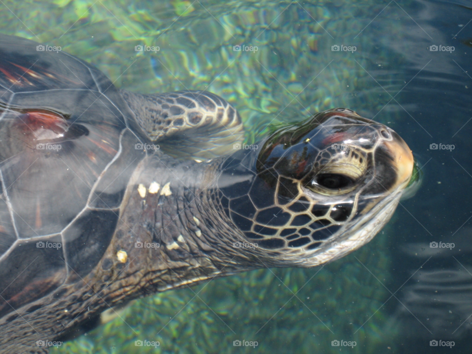 ocean water turtle face by melody