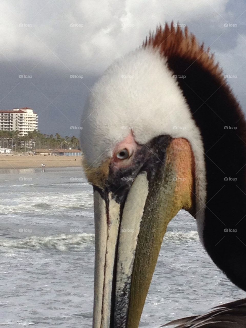 Pelican at rest 