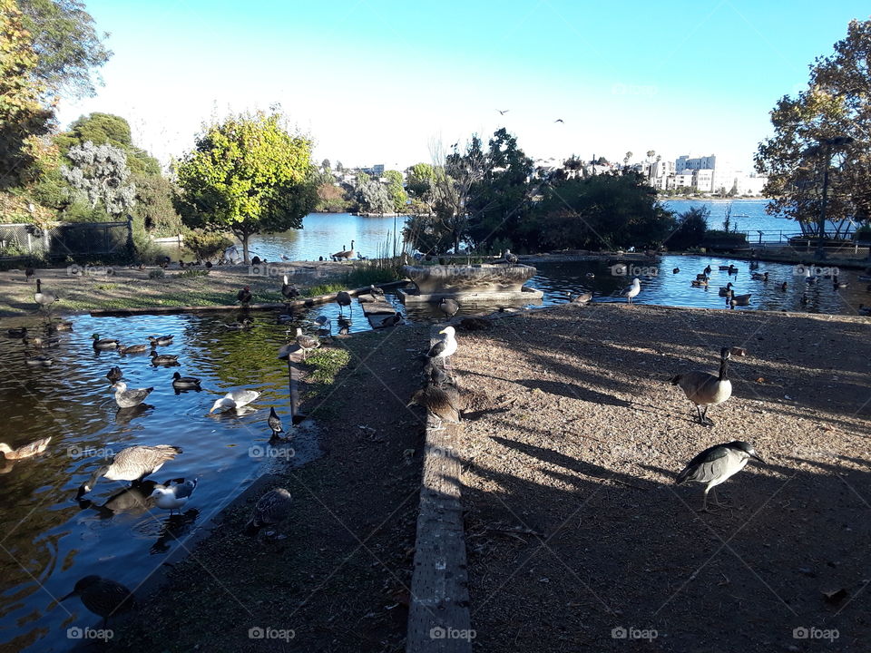 Lake Merritt Oakland California