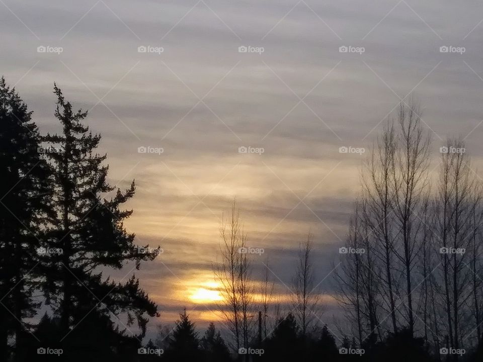 sunset through the trees