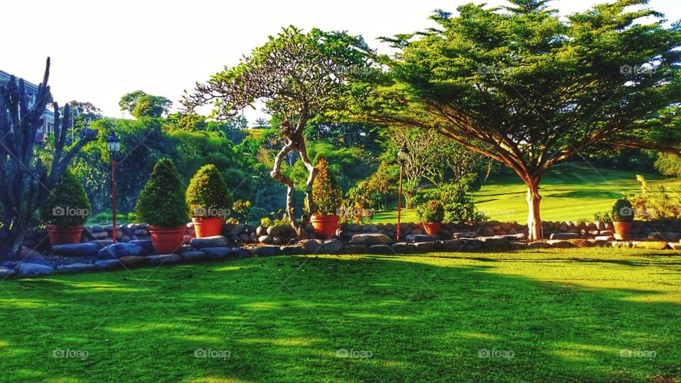 The natural decoration of the yard