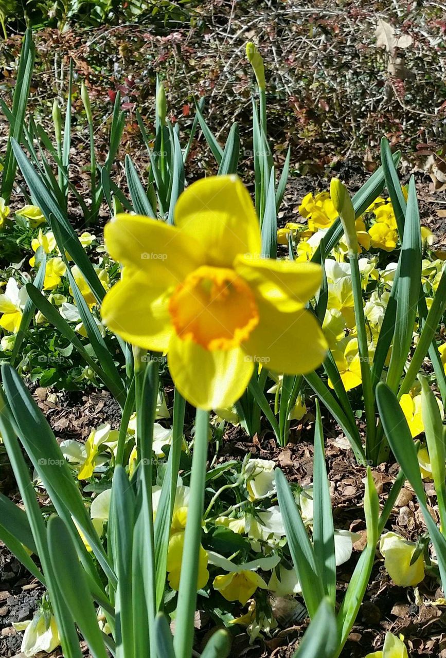 Daffodil, Flower, Flora, Garden, Nature