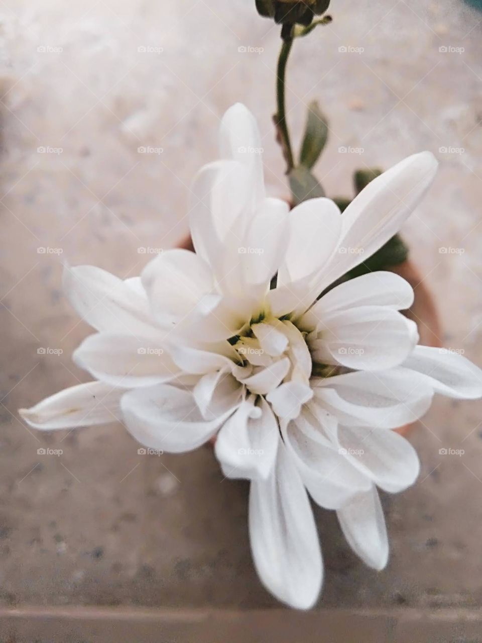 white flower