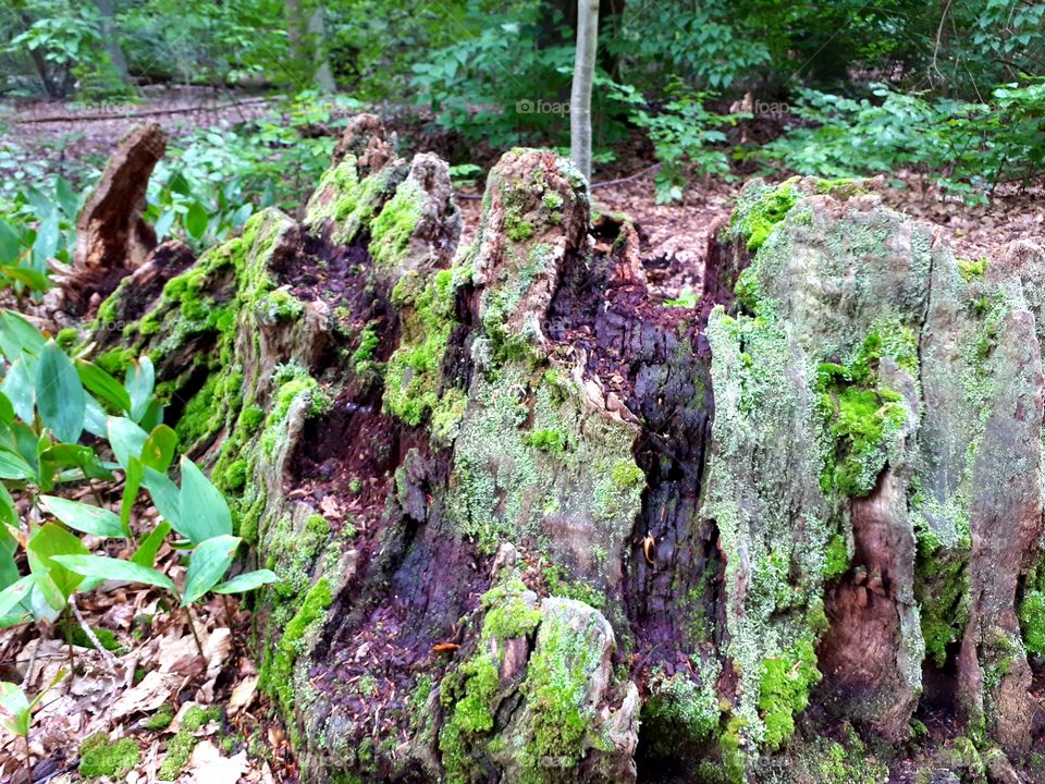 Old rotten overgrown tree stump.