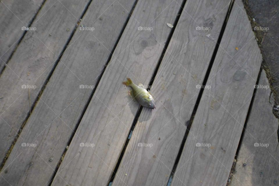 It's a dead fish on the pier.