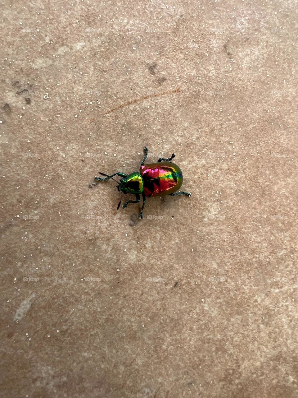 Colourful Beetle 