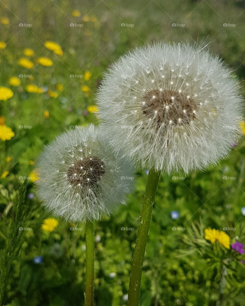 Dandelion lawn