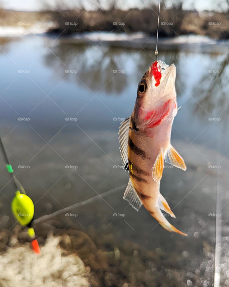 fishing. a small perch. caught - let go