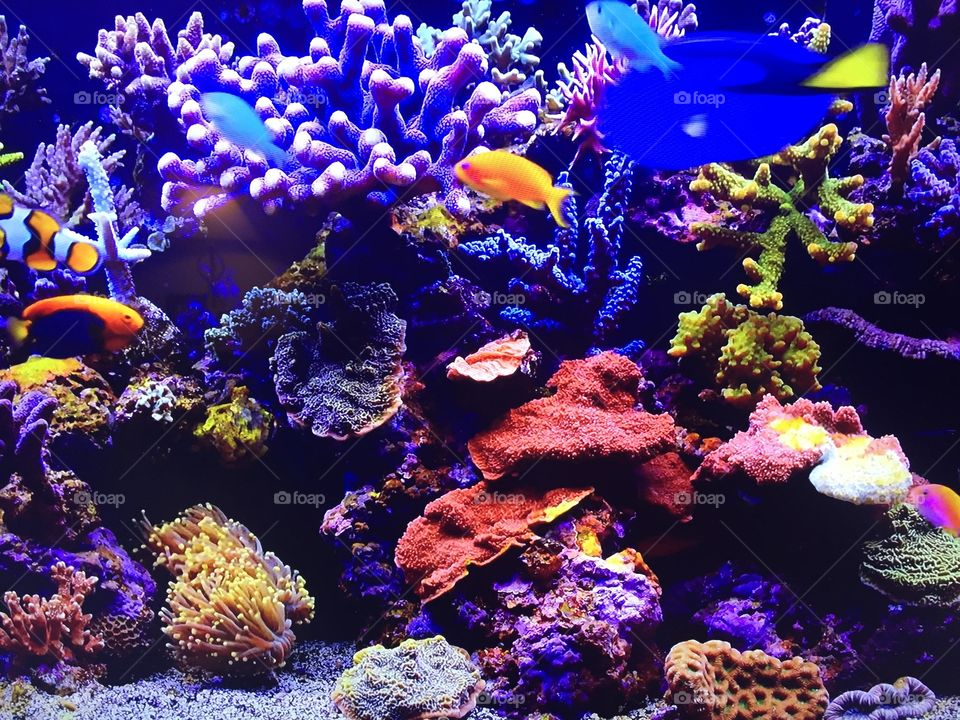Colorful tropical fish in fish tank