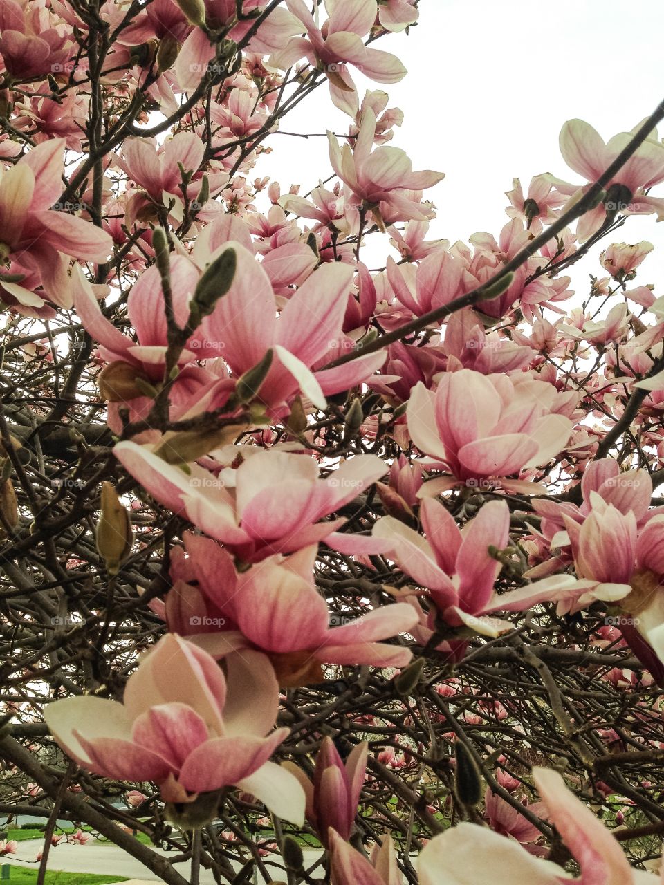 Magnolia Blooms
