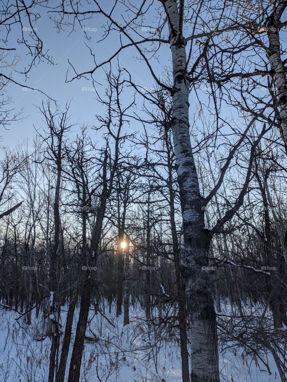 enchanted winter forest scene
