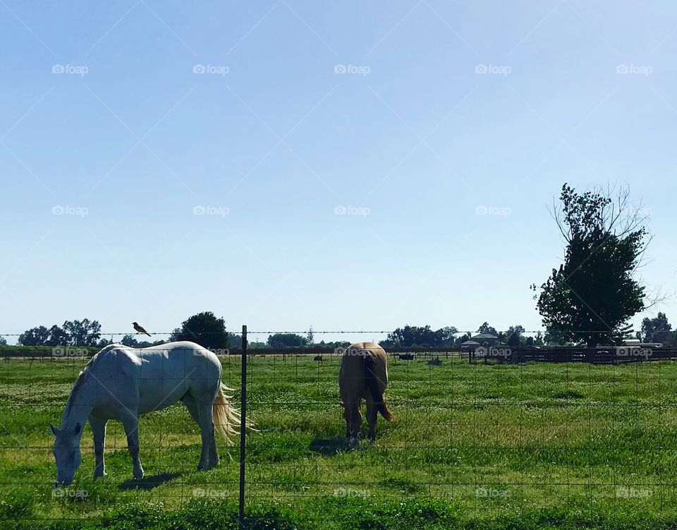 Horses in farm country in central California 