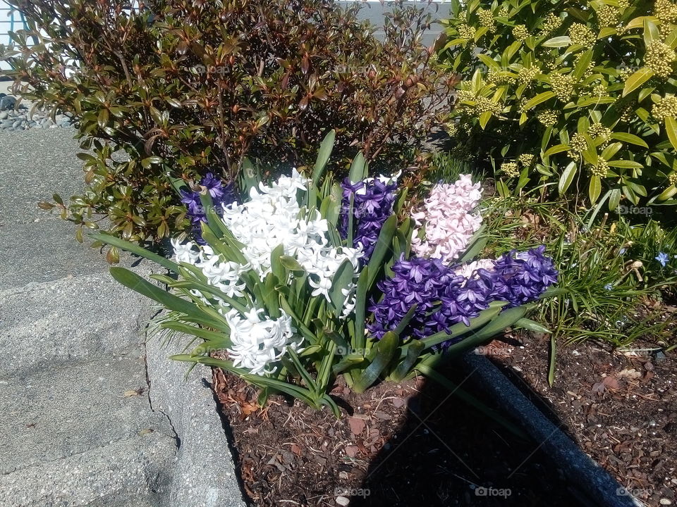 Hyacinthes in my garden