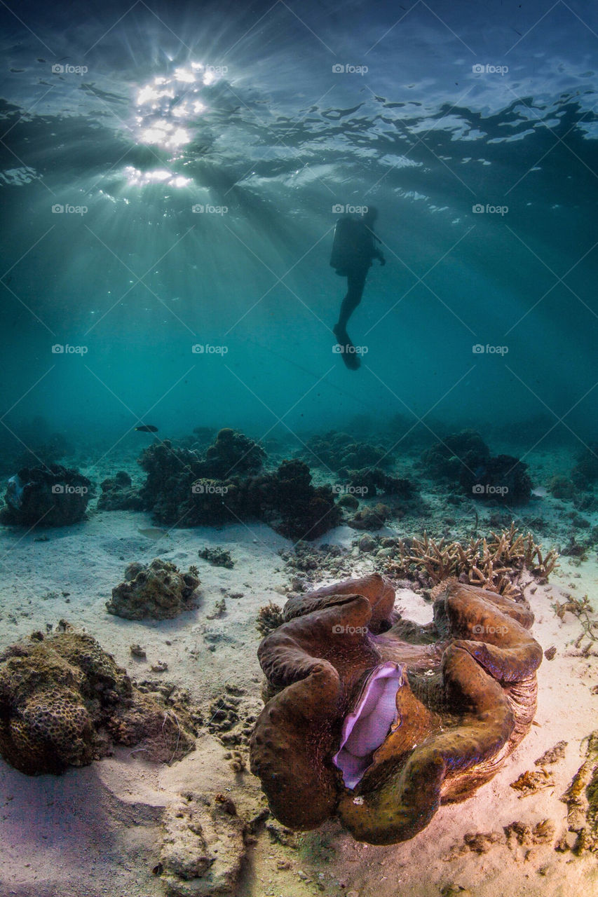 Diver and a giant clam