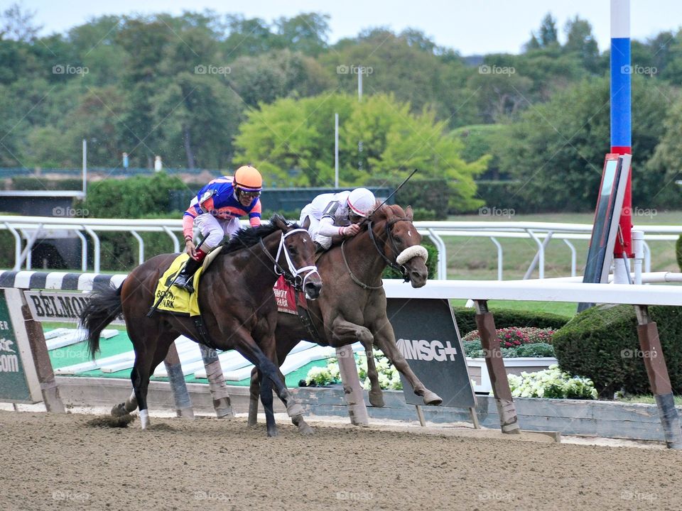 Racing at Belmont Park. Racing to a photo finish in the Bertram Bongard stakes at Belmont park. 

Zazzle.com/Fleetphoto 