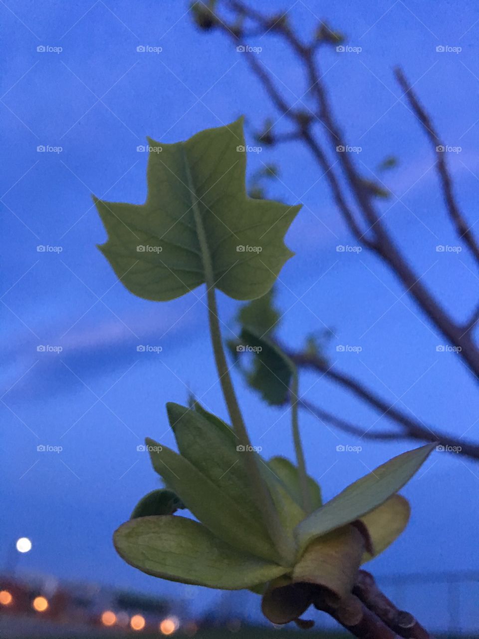 Maple Leaf Bud