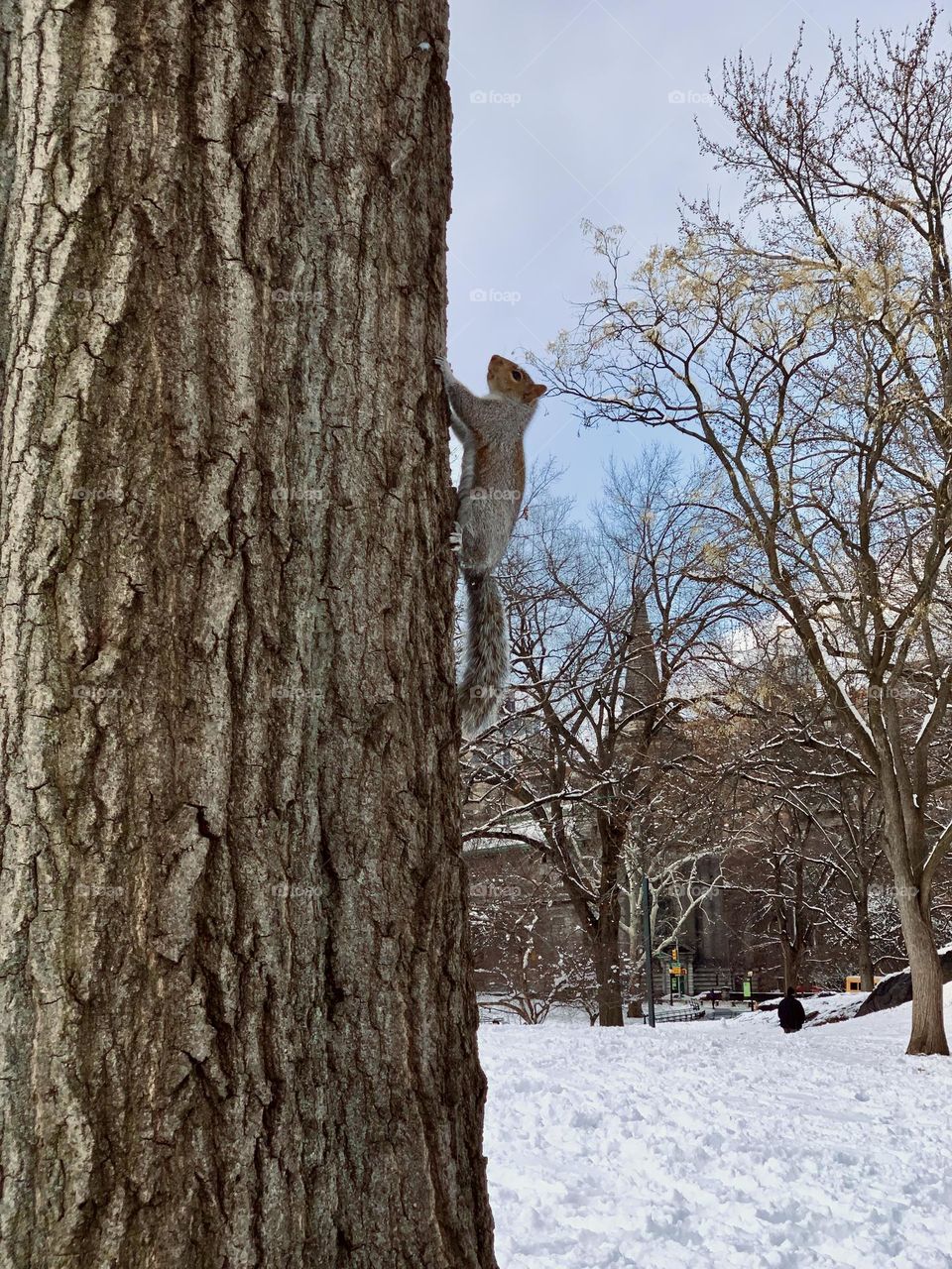 Cute squirrel climbing on a big tree trunk during winter season at Central Park. 