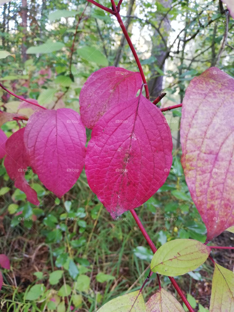 In the Autumn the shrub of dogwood is changing its color from green to pink. The leaves are complete, one in the front is a little bit damaged and dried. In the background trees and sky visible.