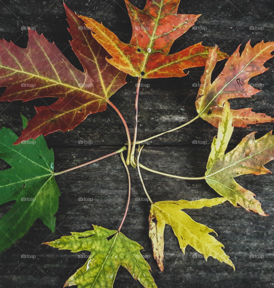 First signs of Autumn. The change of seasons from summer to autumn. Is shown in this photograph. With colorful Maple leaves.
