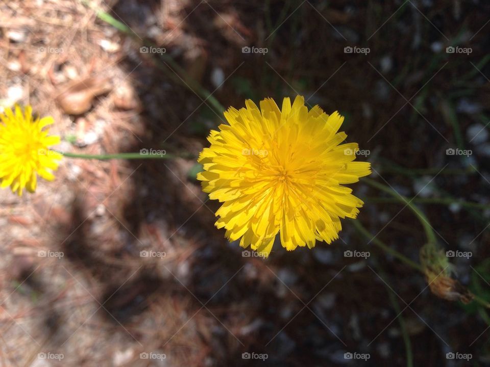 Dandelion 