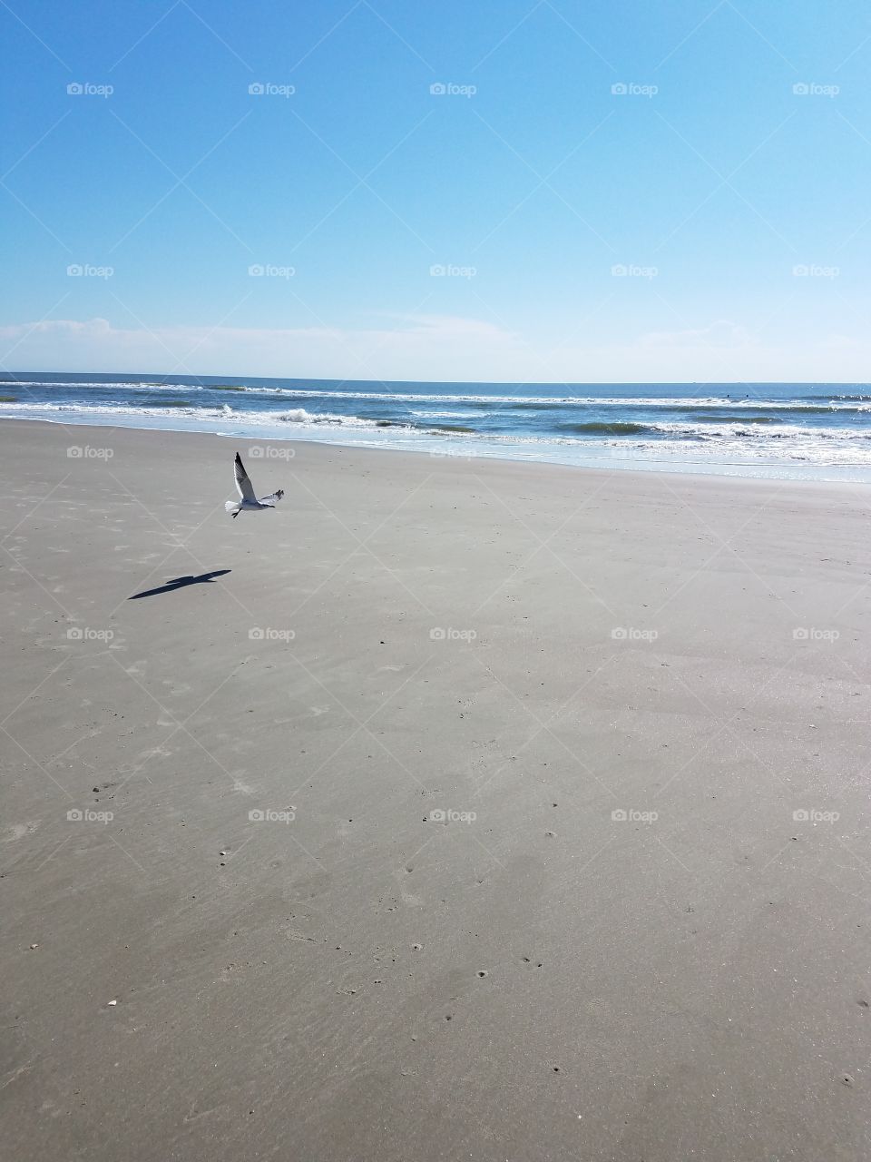 sea gull flight