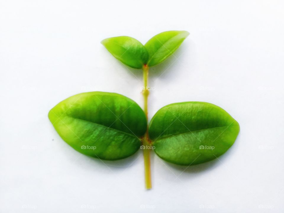 with attractive colors and shapes this photo leaf can be used as recommedations for room decoration,natural or greening-themed T-shirts logos or to be combined in packaging industrial goods.Seruyan,Central Kalimantan Indonesia on December 5,2019